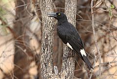 Pied Currawong